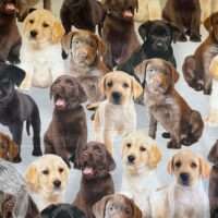 Jersey print med labrador